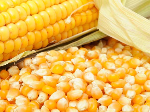 L'energia dei cereali ti aiuta a rimanere in forma 5 Mais. I cereali: più energia con leggerezza
