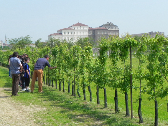 Provincia di Torino: alla scoperta della Venaria Reale 3 guarda lo spettacolo dei cibi e del luogo della venaria reale