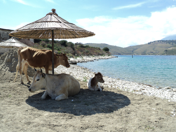 Viaggi e assaggi: Albania 12 i piatti tipici e la spiaggia dell'Albania