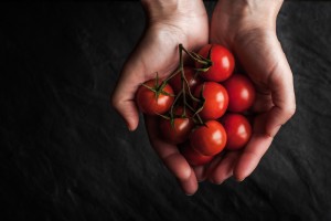 Coltivare pomodori a casa: video tutorial e consigli