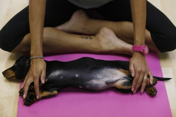 Cibo light e tanto movimento: ecco come far perdere al tuo cane i chili di troppo 3 sport da far al tuo cane per ritrovare la forma