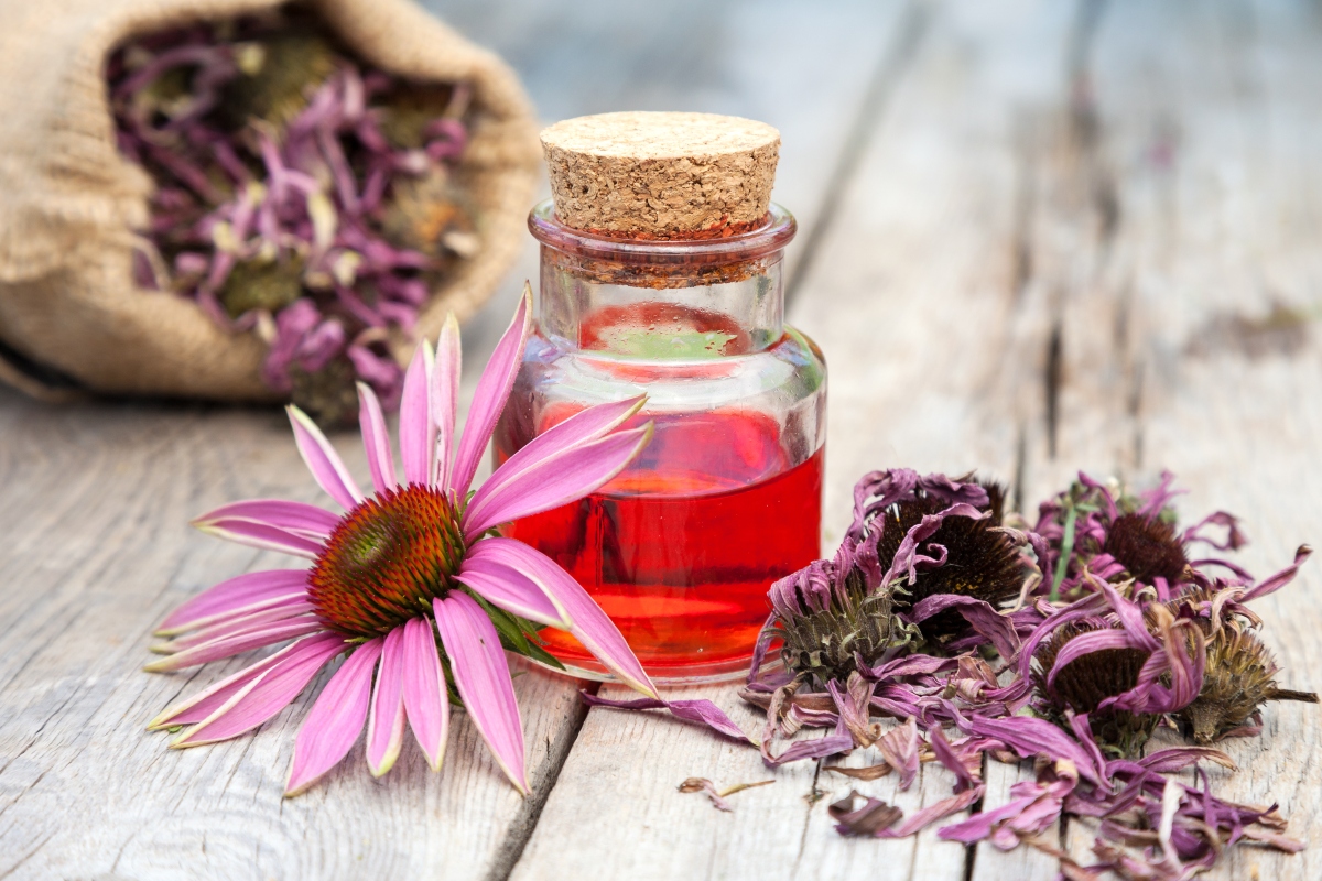 Rimedi naturali per il raffreddore: piante, tisane e rimedi della nonna per prevenire e curare 3 Rimedi naturali raffreddore: echinacea