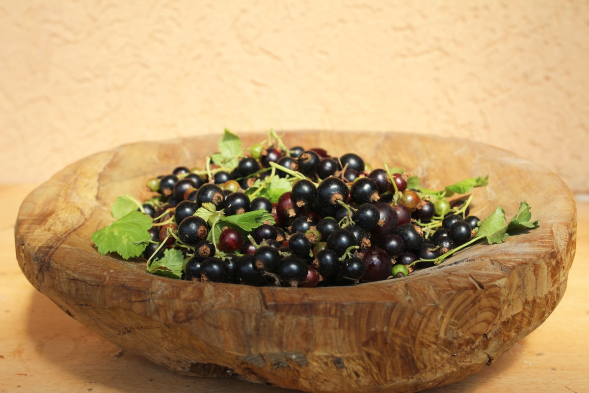 Rimedi naturali per il raffreddore: piante, tisane e rimedi della nonna per prevenire e curare 5 Rimedi naturali raffreddore: ribes nigrum