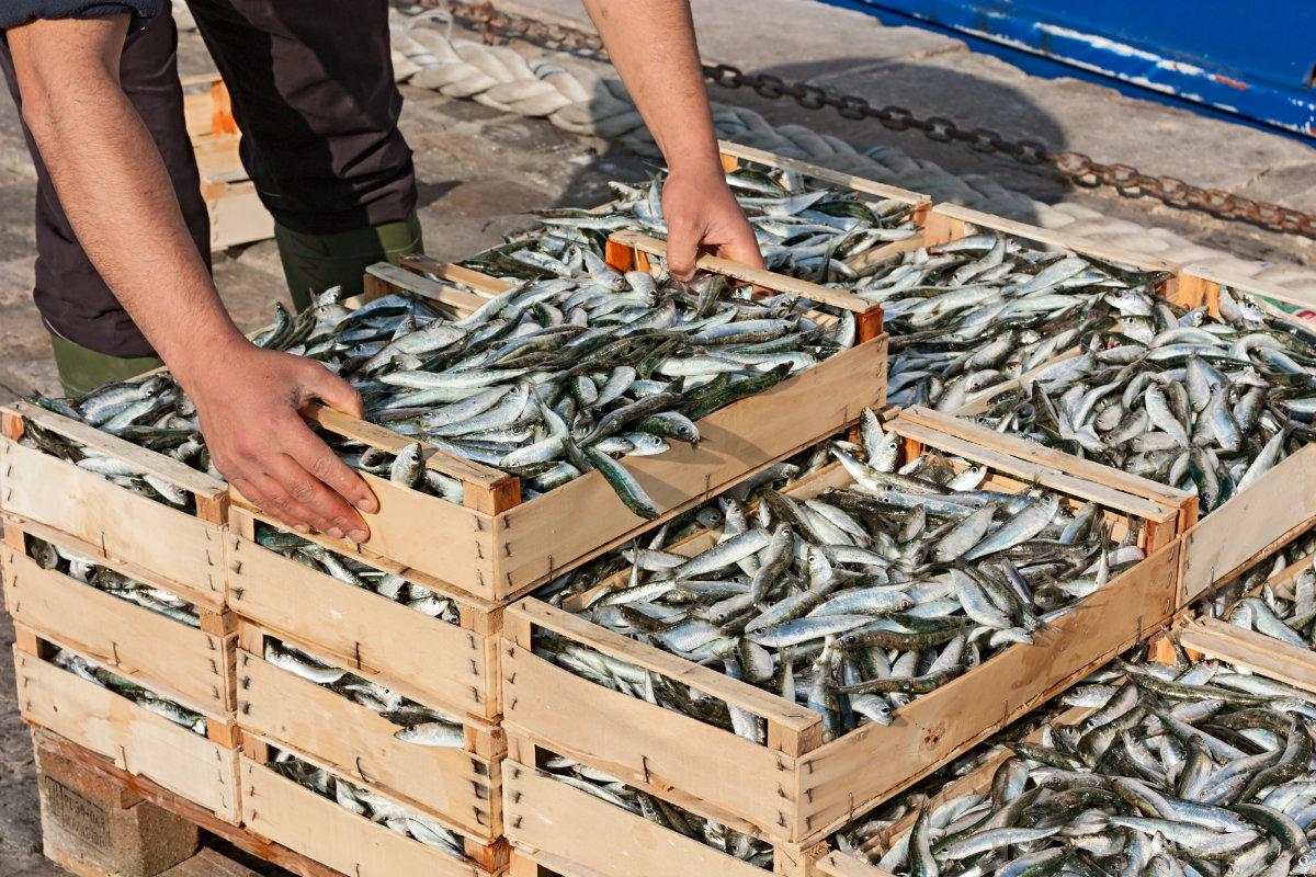 Che pesci comprare? Ecco la guida all'acquisto del pesce fresco 1 pesce, come comprarlo