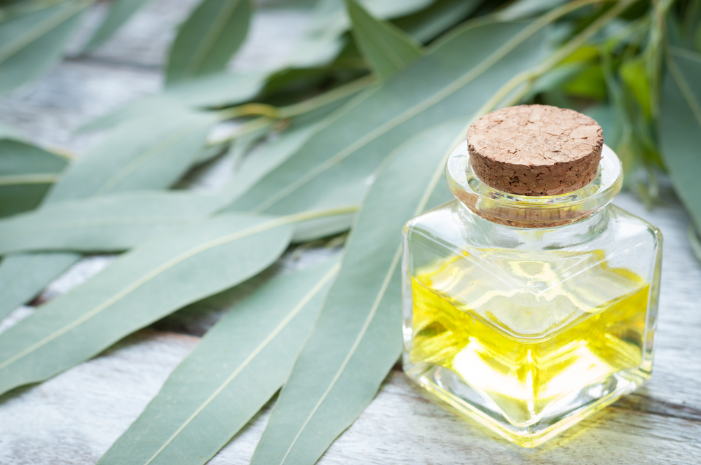 Gli oli essenziali contro l'ansia per un autunno senza stress 3 oli essenziali eucalipto
