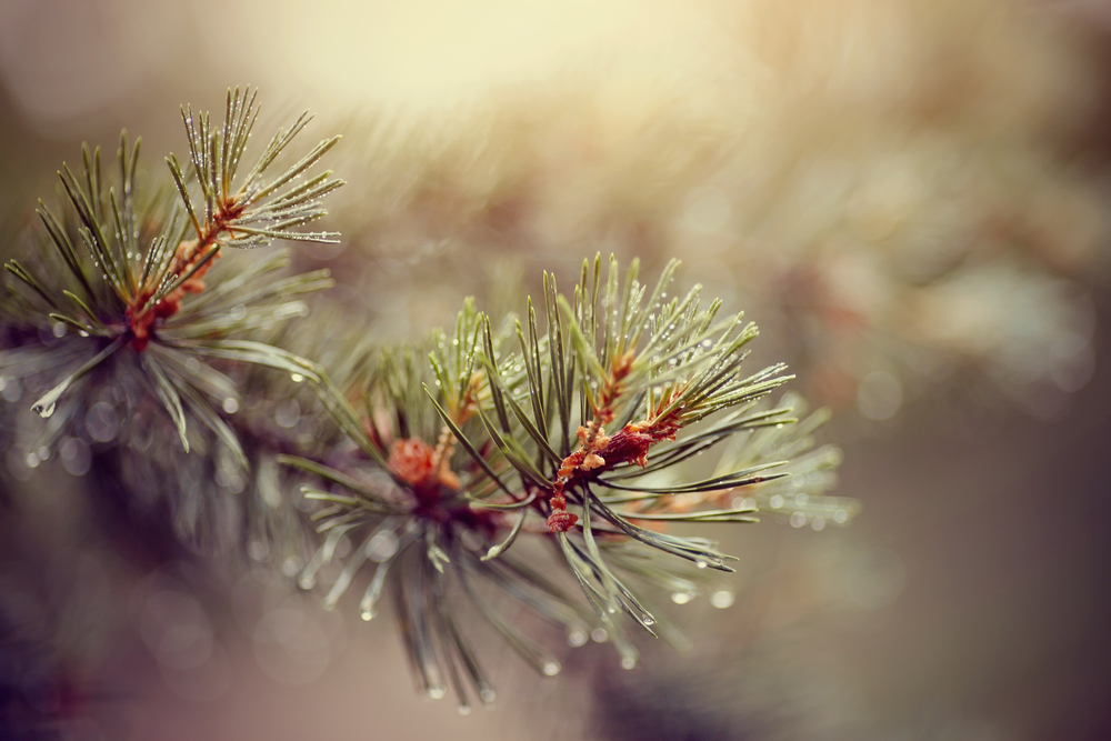 Gli oli essenziali contro l'ansia per un autunno senza stress 2 oli essenziali pino silvestre