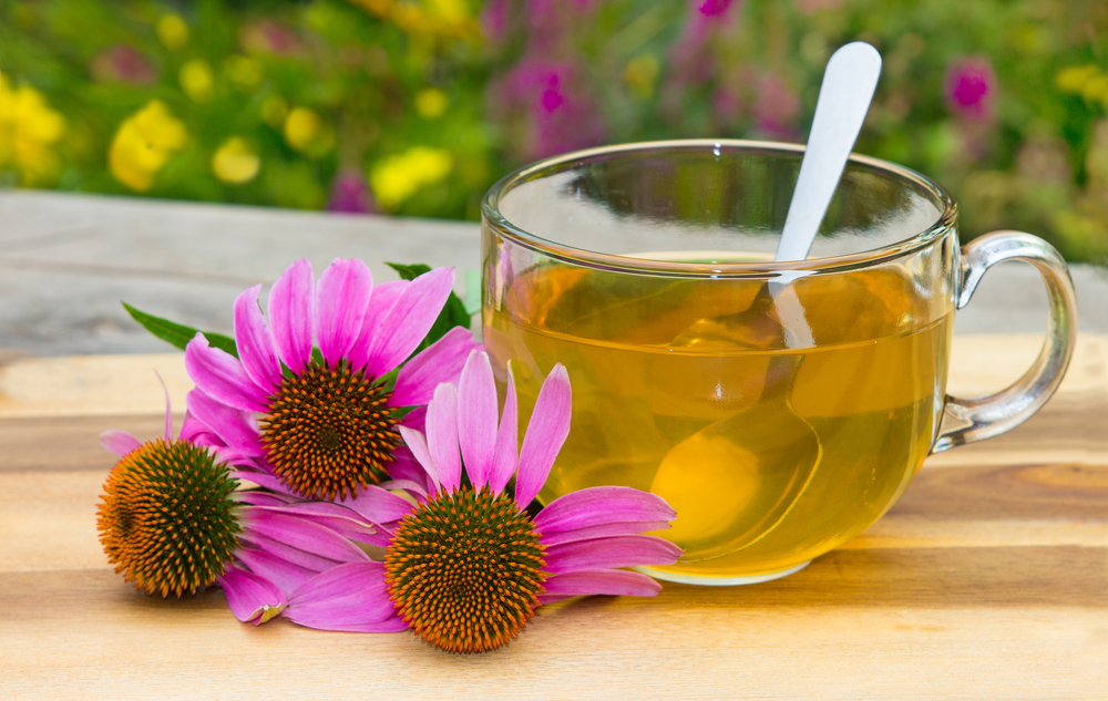 10 rimedi naturali contro la stanchezza e influenza 6 rimedi contro la stanchezza : rinforzare sistema immunitario con echinacea