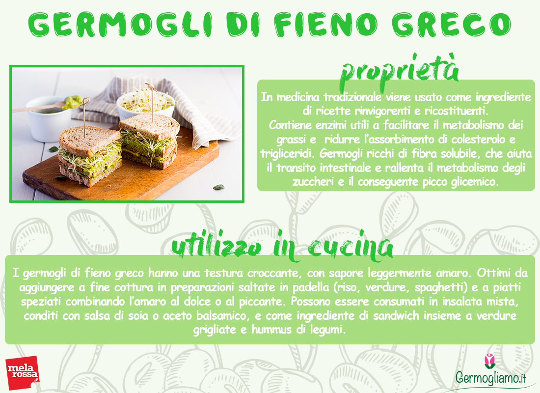 Panino integrale con zucchine, guacamole e germogli di fieno greco 1 Germogli di fieno greco proprietà nutrizionali