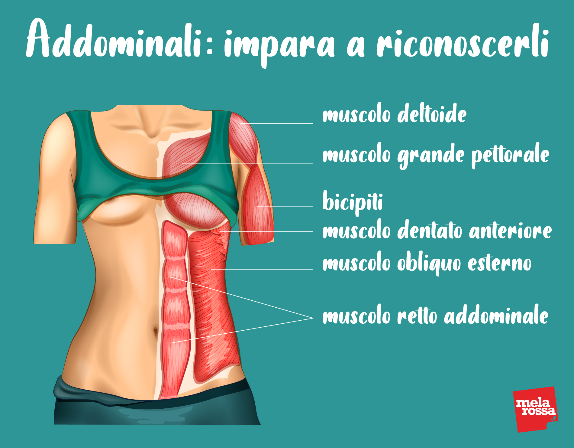 Addominali: impara a riconoscerli e fai il test di valutazione 2 addominali: anatomia