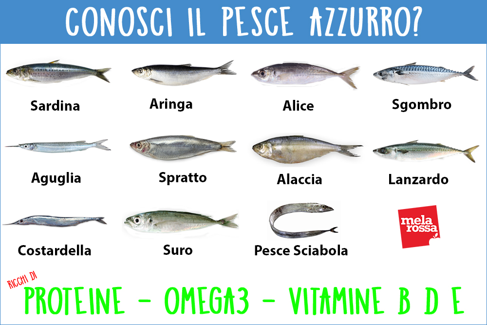 Pesce azzurro: guida all'acquisto, benefici e ricette per degustarlo 1 pesce azzurro