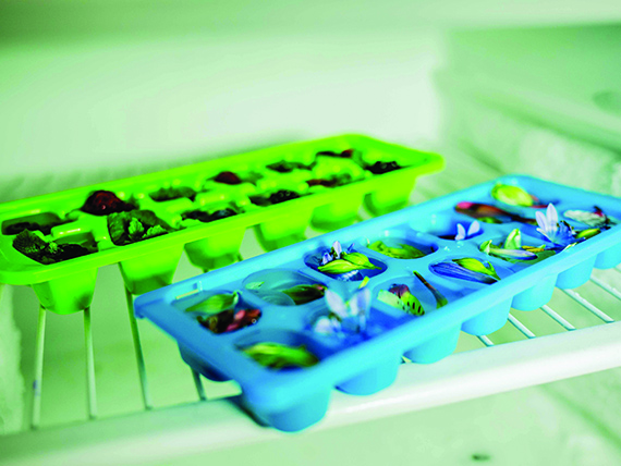 Cubetti di ghiaccio alla frutta 4 cubetti di ghiaccio, come raffreddarli in freezer