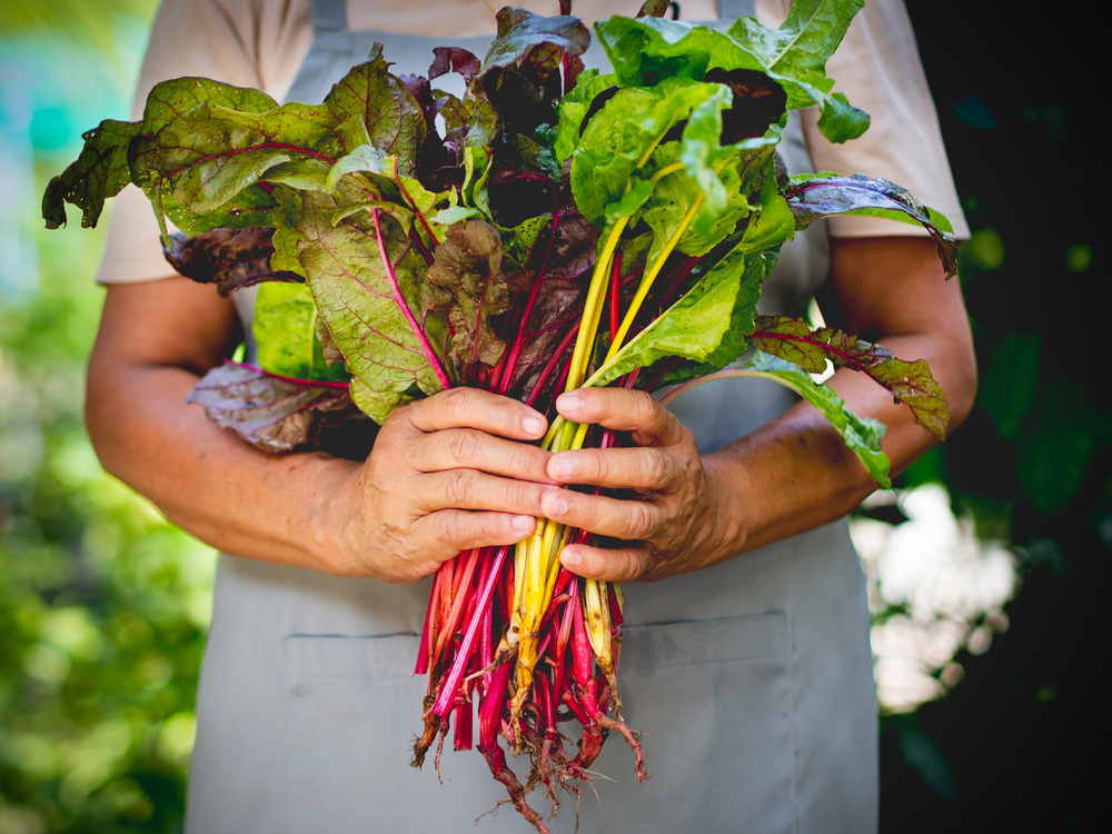 Bietole: proprietà nutrizionali, benefici e usi in cucina 2 bietole benefici salute