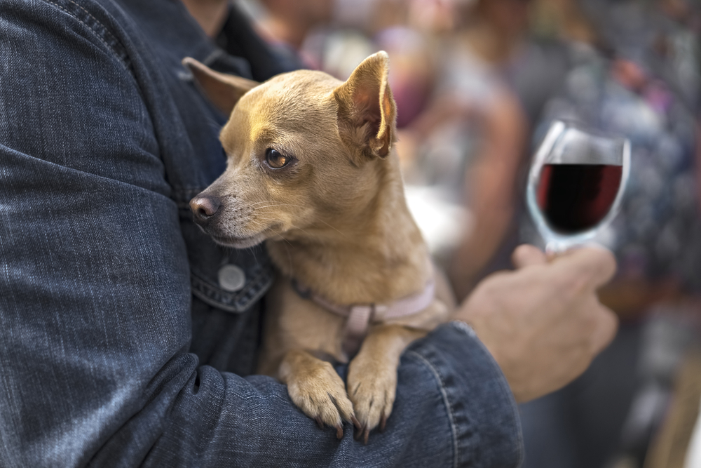 Dieta e vino vanno d'accordo? Bere vino fa ingrassare? Quante calorie in un bicchiere? 2 dieta e vino vanno d'accordo?