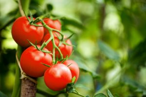 I pomodori alleati contro alcuni tipi di cancro