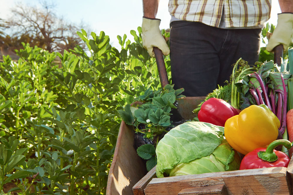 Alimentazione biologica: agricoltura, allevamento, metodi di produzione e benefici 2 alimentazione biologica agricoltura principi