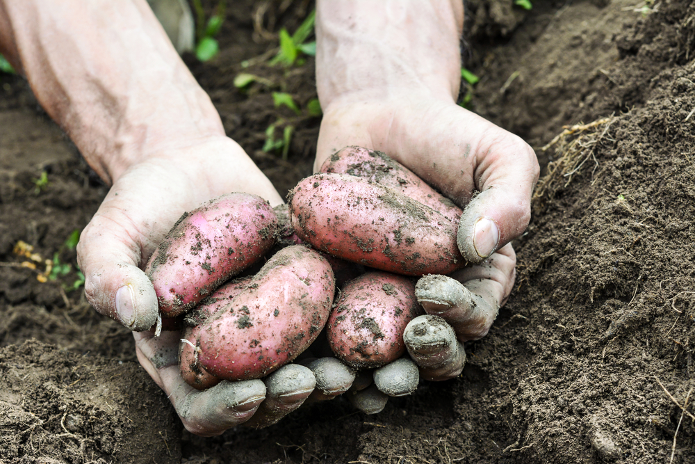 Alimentazione biologica: agricoltura, allevamento, metodi di produzione e benefici 1 alimentazione biologica normativa europea