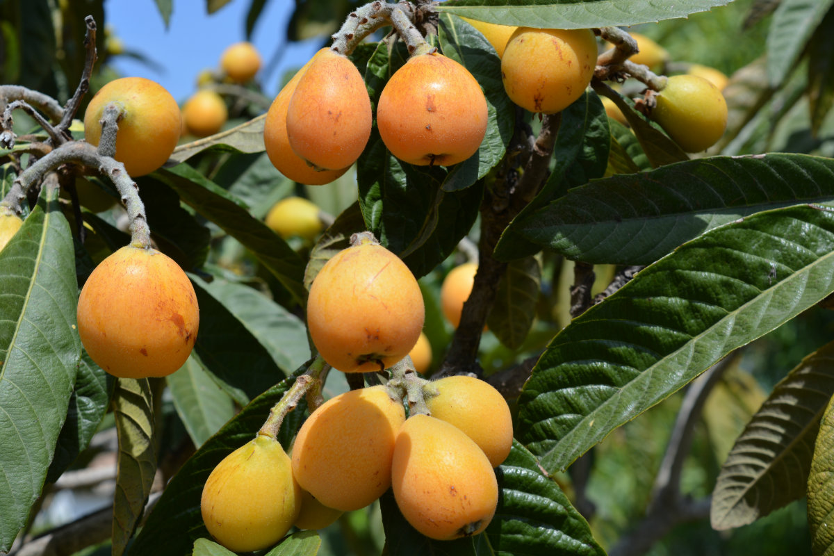 Nespole: proprietà, benefici e i migliori usi in cucina 4 nespole