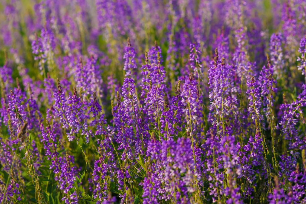Rimedi naturali per il diabete: quali sono i più efficaci 4 rimedi naturali per il diabete: la galega