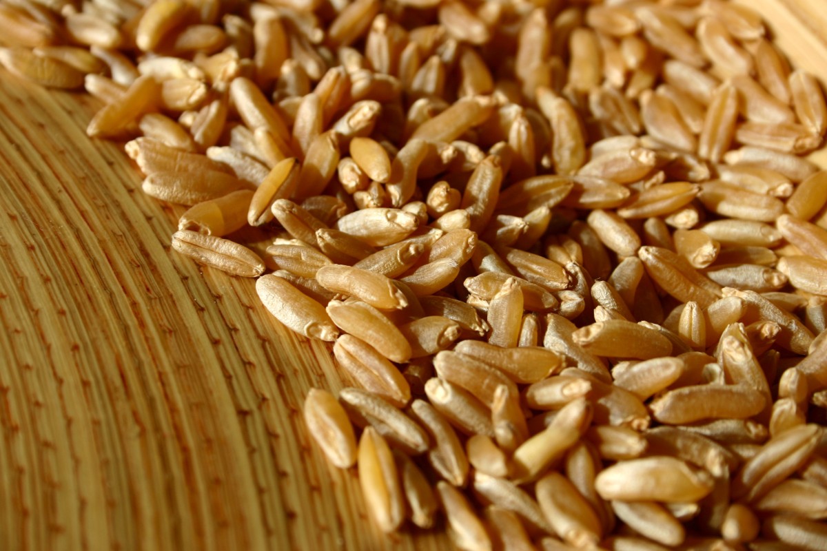Kamut: che cos'è, proprietà, benefici, come cuocere i chicchi, ricette e usi in cucina del grano Khorasan 5 il kamut tra storia e leggenda