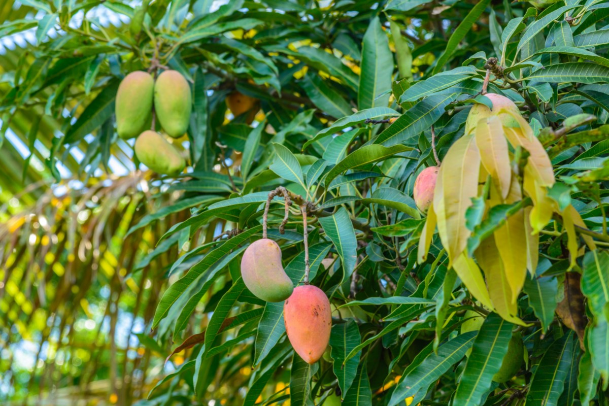 Mango: valori nutrizionali, calorie, benefici ed utilizzo in cucina 15 mango: botanica