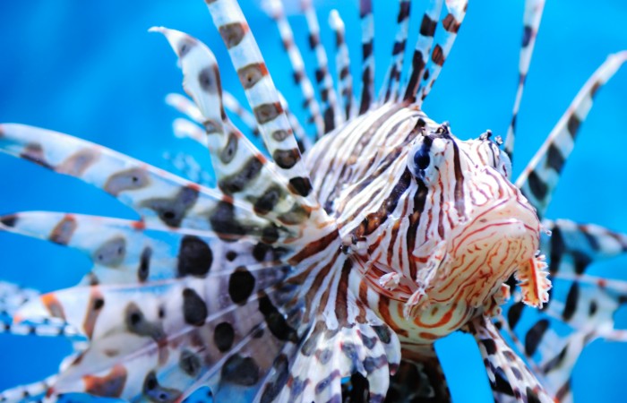 Tracine, ricci, razze di mare: cosa fare in caso di punture? 2 AdobeStock 15285225