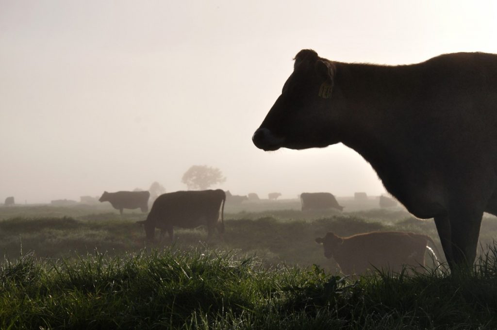 Tipologie di allevamento: da dove viene la carne che mettiamo in tavola e quanto è sostenibile? 4 tipologie di allevamento: quelli biologici