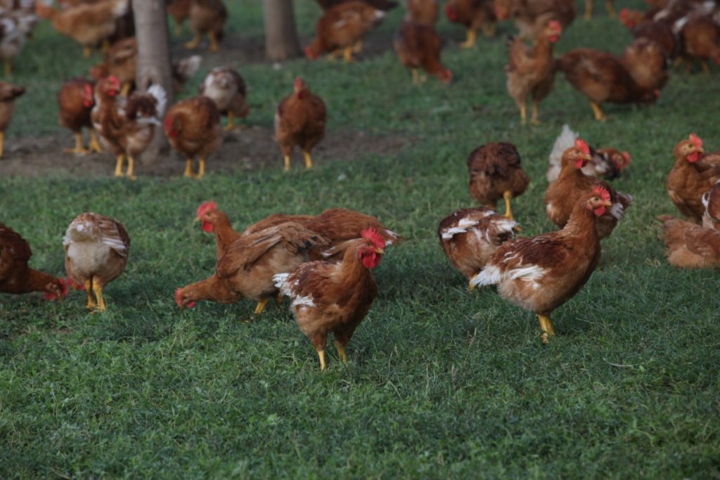Tipologie di allevamento: da dove viene la carne che mettiamo in tavola e quanto è sostenibile? 2 tutela della biodiversità