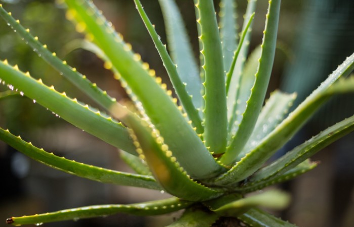 7 piante da tenere in casa per combattere il caldo 2 aloe vera