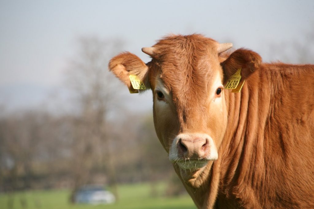 Tipologie di allevamento: da dove viene la carne che mettiamo in tavola e quanto è sostenibile? 1 il benessere animale
