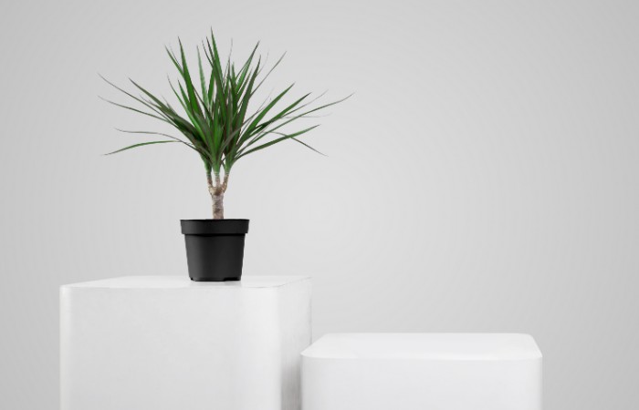 7 piante da tenere in casa per combattere il caldo 3 dracena