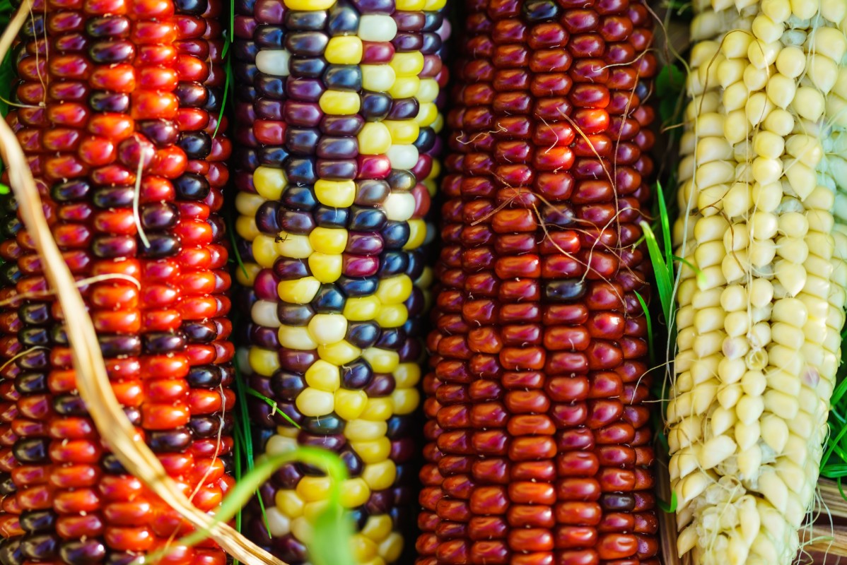 Mais: cos'è, proprietà, calorie, valori nutrizionali, benefici e le migliori ricette 1 varietà: mais arlecchino