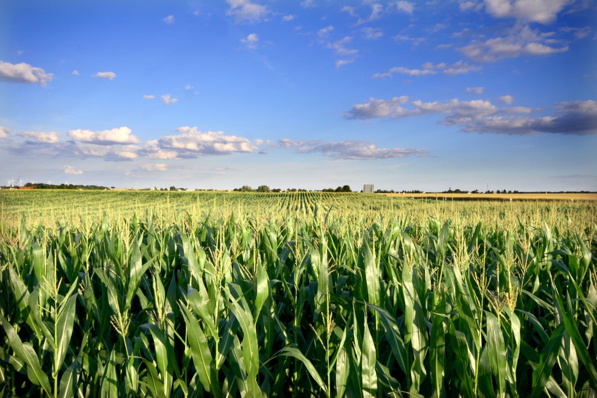 Mais: cos'è, proprietà, calorie, valori nutrizionali, benefici e le migliori ricette 10 Mais: la pianta