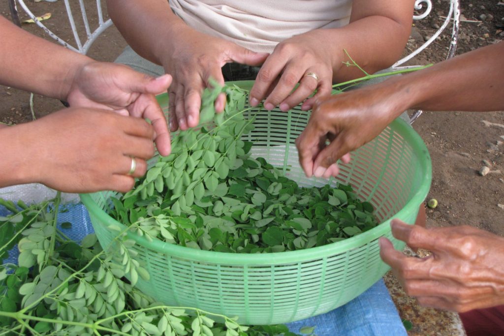 Moringa: proprietà, benefici e i migliori usi in cucina 2 moringa, la raccolta