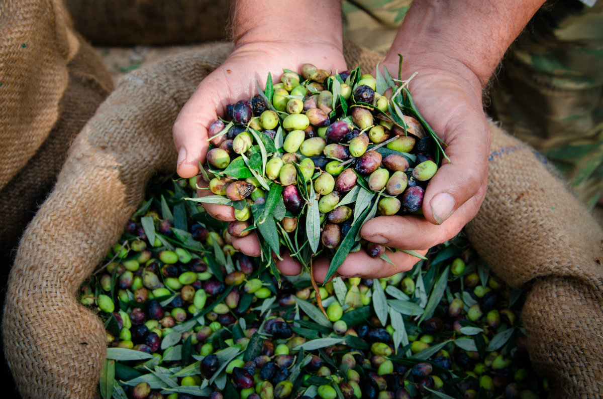 Olio extravergine d'oliva: che cos'è, valori nutrizionali e calorie, benefici, usi e come sceglierlo di qualità 1 olio extravergine d'oliva, la raccolta