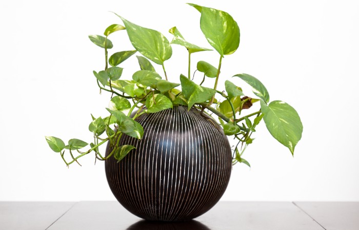 7 piante da tenere in casa per combattere il caldo 7 pothos