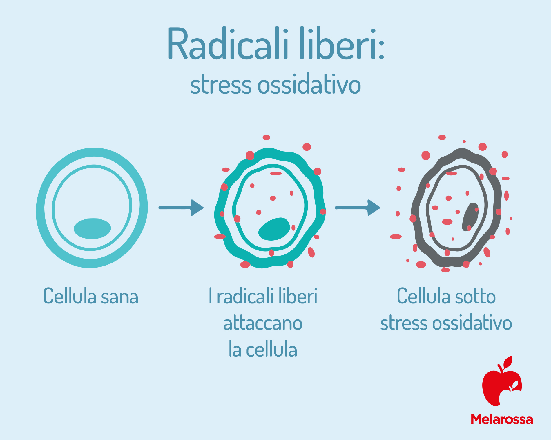 I radicali liberi: cosa sono, perché sono nocivi, come combatterli 3 Radicali liberi e stress ossidativo