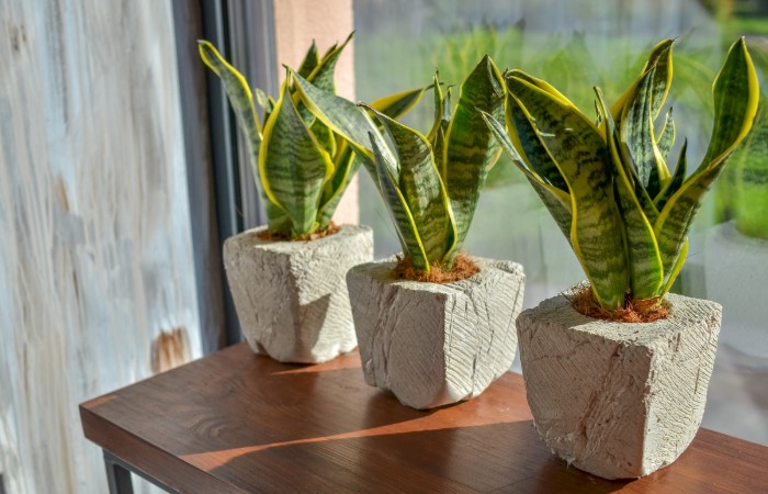 7 piante da tenere in casa per combattere il caldo 1 sansevieria