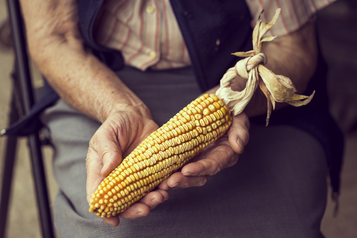 Mais: cos'è, proprietà, calorie, valori nutrizionali, benefici e le migliori ricette 11 la storia del mais
