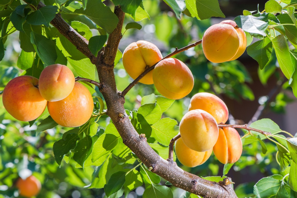 Albicocca: valori nutrizionali, calorie, benefici e le migliori ricette 11 albicocca: botanica