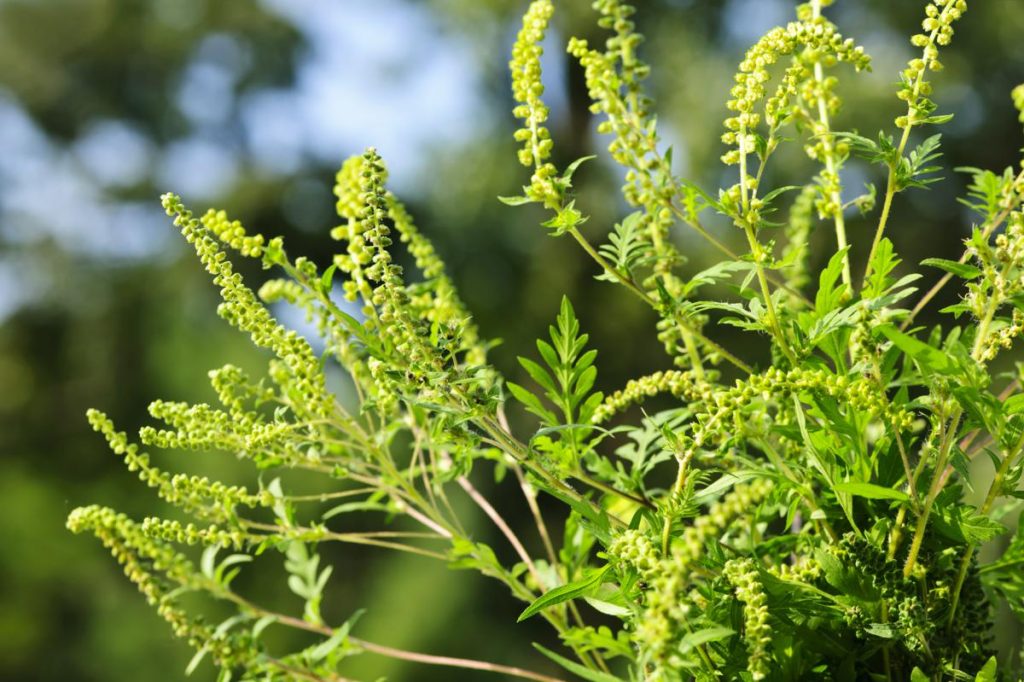 Allergie in autunno: cause e rimedi 1 Allergia in autunno: polline