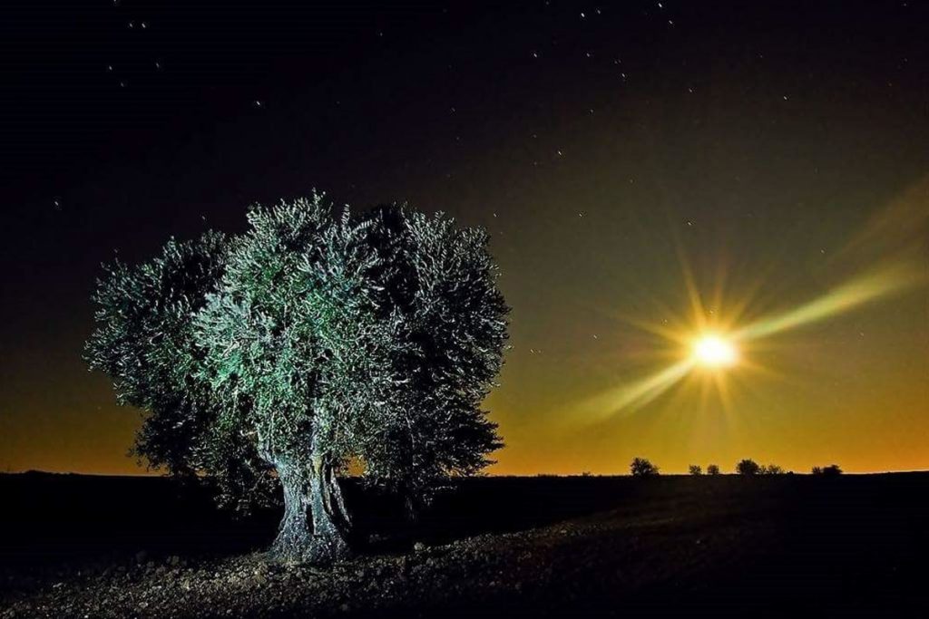Umbria: a zonzo nel cuore verde dell’Italia 5 notturno con olivo