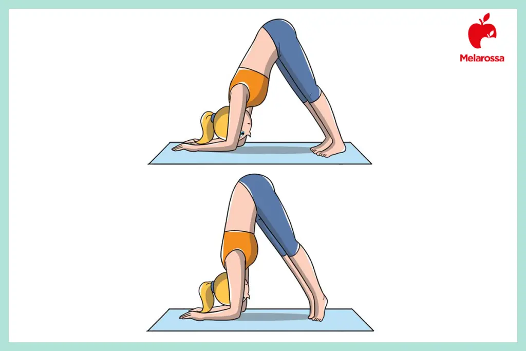 Posizioni yoga: gli Asana più importanti per principianti, intermedi e avanzati 19 Illustrazione posizioni yoga delfino ardha pincha mayurasana con avambracci a terra e bacino sollevato.