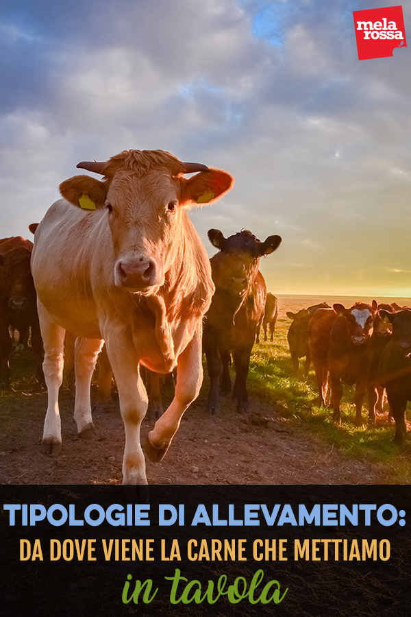 Tipologie di allevamento: da dove viene la carne che mettiamo in tavola e quanto è sostenibile? 5 tipologia di allevamento: da dove viene la tua carne