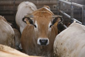 Tipologie di allevamento: da dove viene la carne che mettiamo in tavola e quanto &egrave; sostenibile?