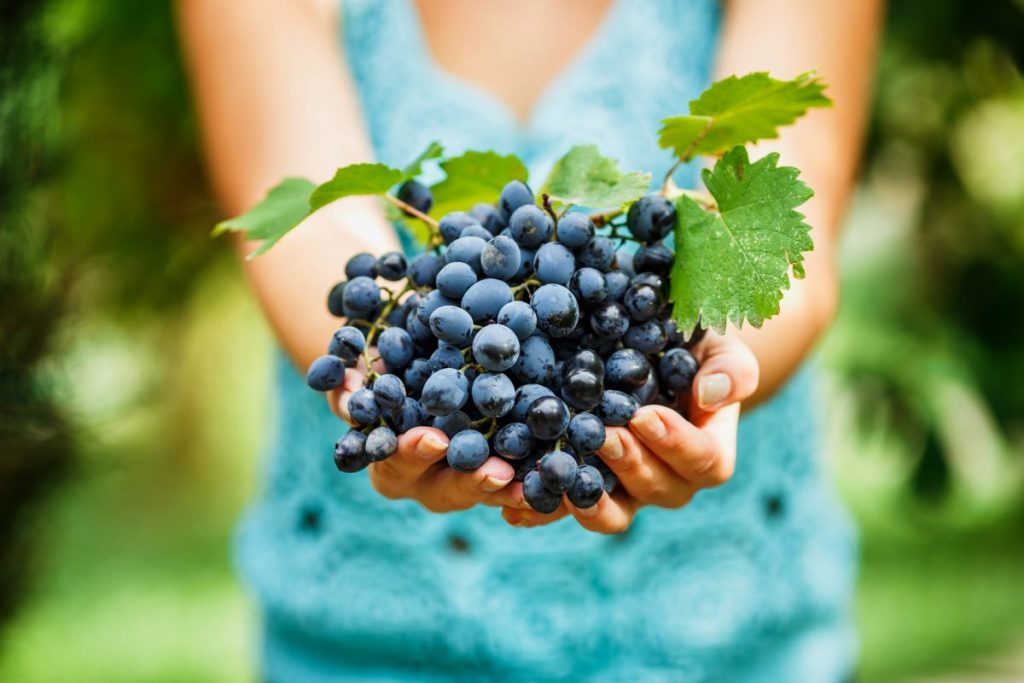 I benefici dell'uva per la pelle del viso: le ricette beauty da provare 1 uva pelle
