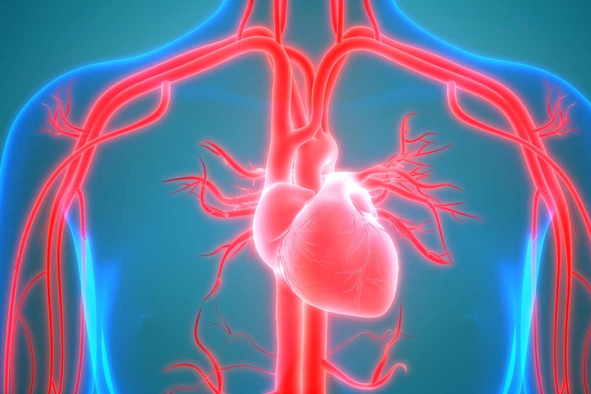 Arterie: cosa sono, anatomia e funzione 1 arterie, come funzionano