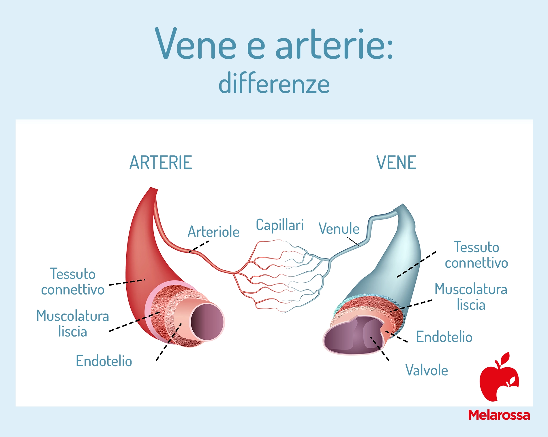 Arterie: cosa sono, anatomia e funzione 2 Arterie e vene: quali sono le differenze?