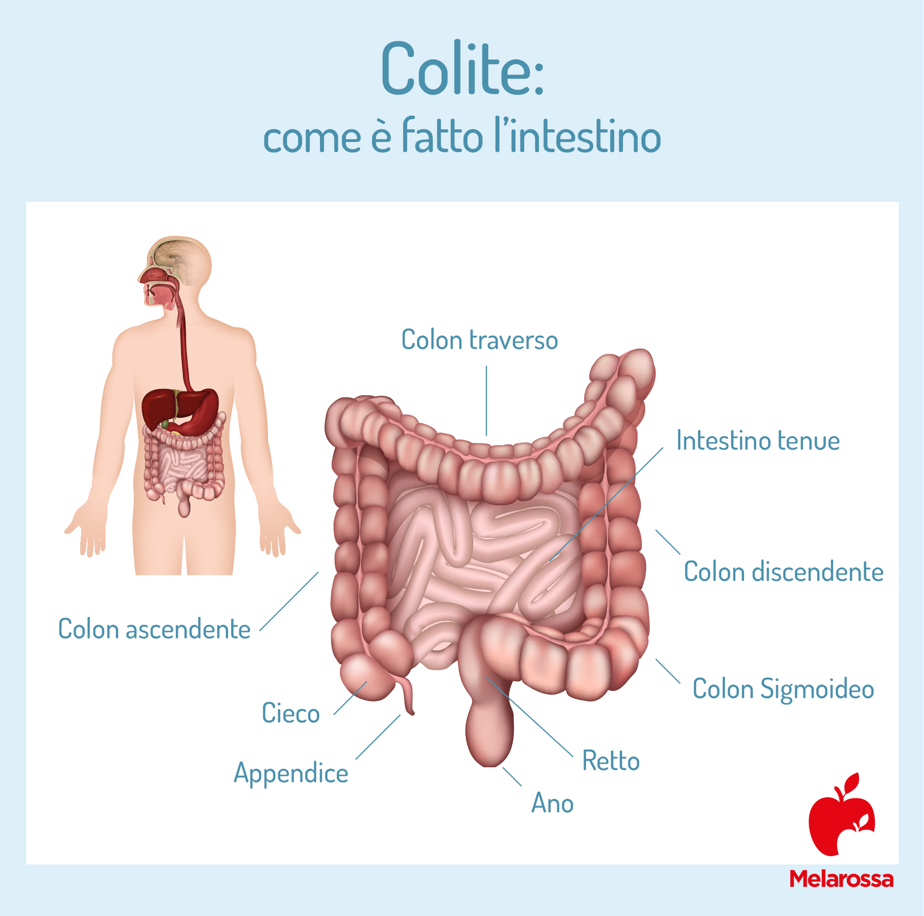 Colite: cos'è, quali sono i sintomi e quali i rimedi 1 Come è fatto l'intestino