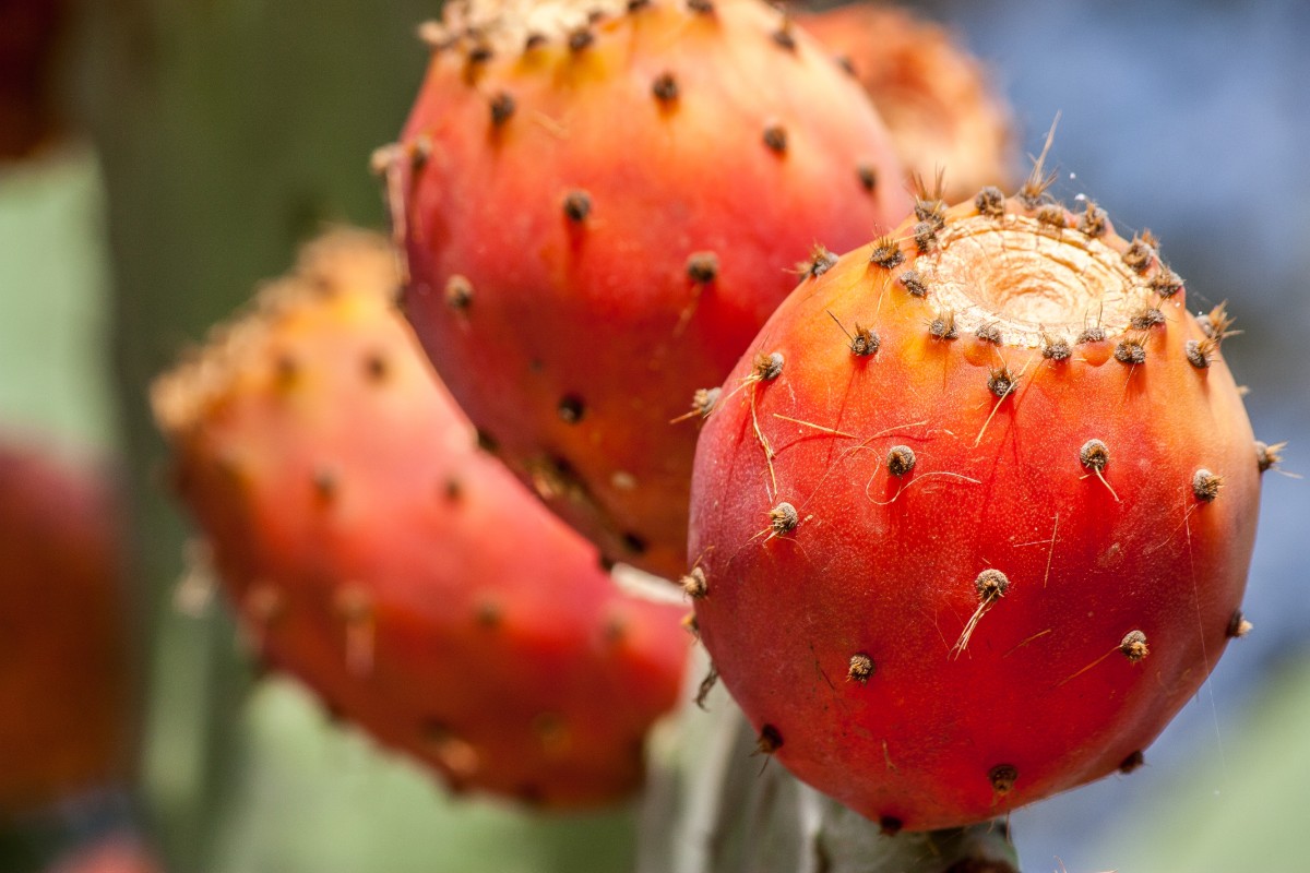 Fichi d'India: cosa sono, proprietà, valori nutrizionali e benefici 6 fichi d'india: come sbucciarli