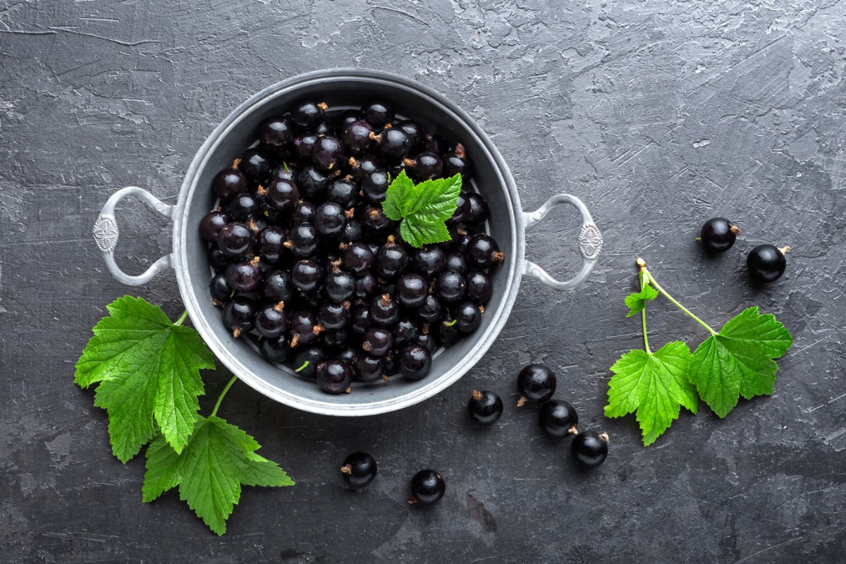 Ribes: cosa sono, valori nutrizionali, benefici per la salute e ricette 5 ribes nero: effetti collaterali